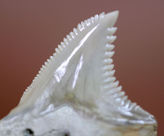展示ケース付き。およそ1000万年前に絶滅した古代のイタチザメの仲間、ヘミプリスティス・セラ(Hemipristis Serra)の歯化石。（その7）
