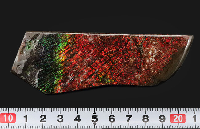 １０センチ級！ドラゴンスキン（竜のうろこ）タイプ！キラキラと輝く上質標本、カナダ産のアン”モ”ライト（Ammolite）（その10）