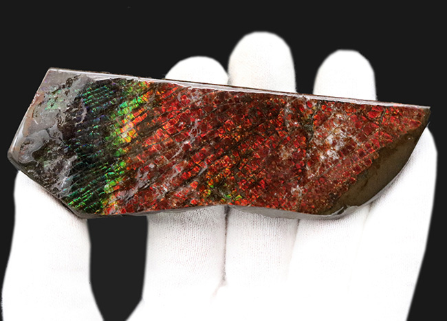 １０センチ級！ドラゴンスキン（竜のうろこ）タイプ！キラキラと輝く上質標本、カナダ産のアン”モ”ライト（Ammolite）（その2）