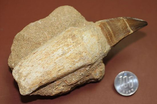 デカい！１４ｃｍに迫る！キングオブモササウルス、プログナソドン（Prognathodon）の歯根付き巨大歯化石（その12）