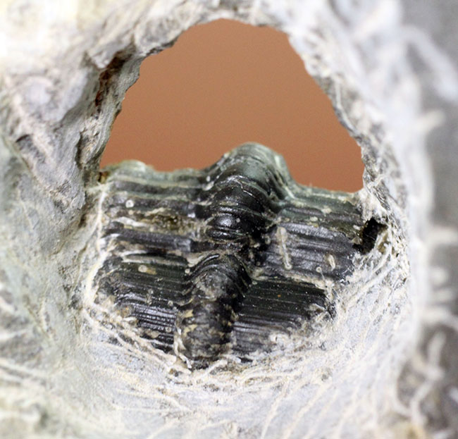 巨大な頭部と特殊な縁部を持った不思議な三葉虫、ハルペス（Harpes sp.）（その4）