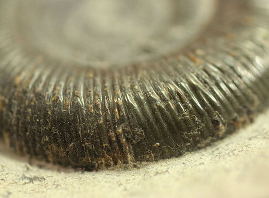 美品！典型的標本！イングランド産アンモナイト、ダクチリオセラス(Dactylioceras sp.)（その15）