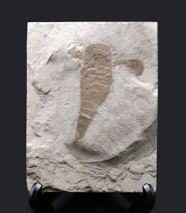 仕入れ困難な人気標本。古生代シルル紀のウミサソリ、ユーリプテルス・レミペス（Eurypterus remipes）。象徴とも言える、左右の大きなパドルと大きな頭部、長い尾など各部位がしっかりと保存された希少な化石（その1）