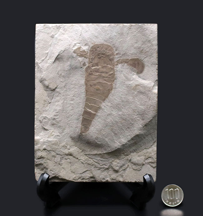 仕入れ困難な人気標本。古生代シルル紀のウミサソリ、ユーリプテルス・レミペス（Eurypterus remipes）。象徴とも言える、左右の大きなパドルと大きな頭部、長い尾など各部位がしっかりと保存された希少な化石（その11）