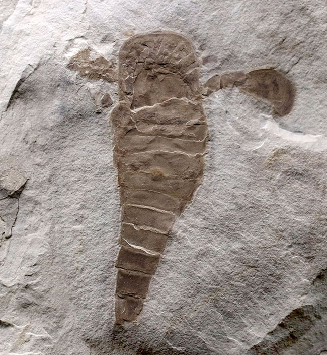 仕入れ困難な人気標本。古生代シルル紀のウミサソリ、ユーリプテルス・レミペス（Eurypterus remipes）。象徴とも言える、左右の大きなパドルと大きな頭部、長い尾など各部位がしっかりと保存された希少な化石（その2）