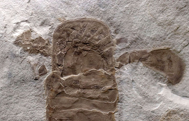 仕入れ困難な人気標本。古生代シルル紀のウミサソリ、ユーリプテルス・レミペス（Eurypterus remipes）。象徴とも言える、左右の大きなパドルと大きな頭部、長い尾など各部位がしっかりと保存された希少な化石（その3）