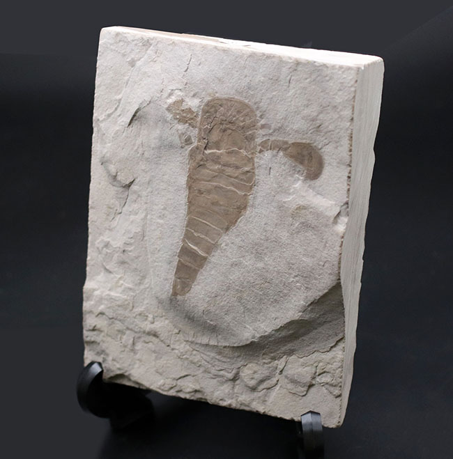 仕入れ困難な人気標本。古生代シルル紀のウミサソリ、ユーリプテルス・レミペス（Eurypterus remipes）。象徴とも言える、左右の大きなパドルと大きな頭部、長い尾など各部位がしっかりと保存された希少な化石（その6）