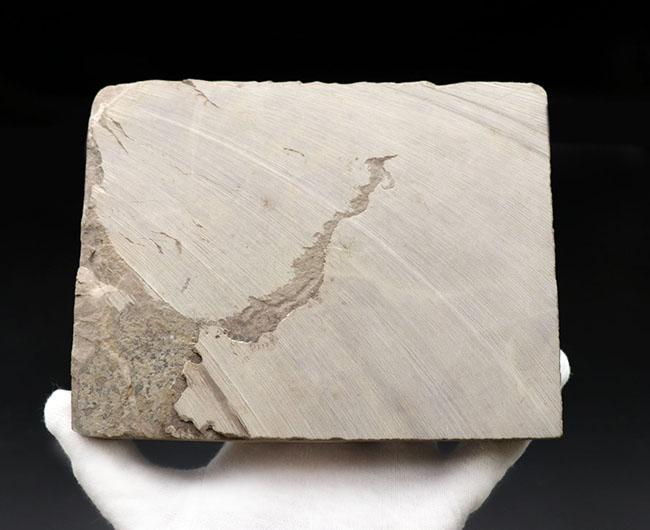 仕入れ困難な人気標本。古生代シルル紀のウミサソリ、ユーリプテルス・レミペス（Eurypterus remipes）。象徴とも言える、左右の大きなパドルと大きな頭部、長い尾など各部位がしっかりと保存された希少な化石（その8）