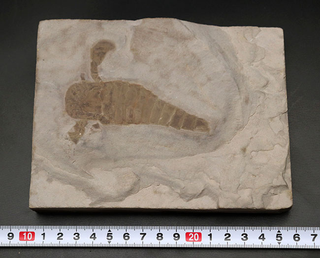 仕入れ困難な人気標本。古生代シルル紀のウミサソリ、ユーリプテルス・レミペス（Eurypterus remipes）。象徴とも言える、左右の大きなパドルと大きな頭部、長い尾など各部位がしっかりと保存された希少な化石（その9）