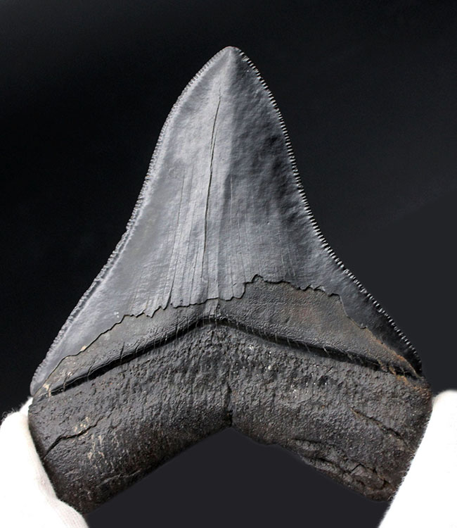 ギラギラ輝く！希少な無補修、オールナチュラルのメガロドン（Carcharodon megalodon）の歯化石（その3）