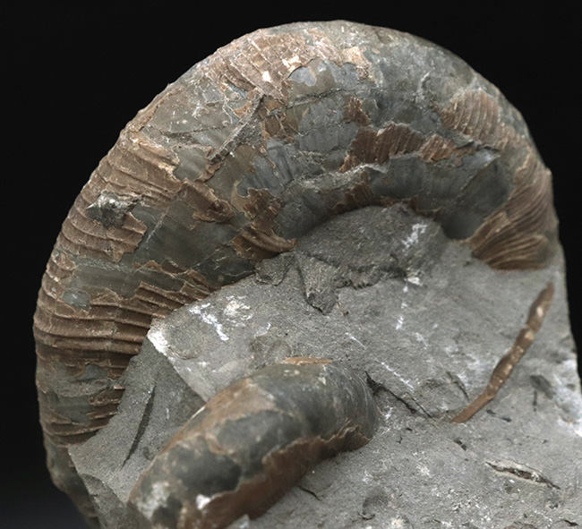 北海道の白亜紀の地層を代表する一品、良い角度で自立展示できるアナゴードリセラス（Anagaudryceras）（その5）