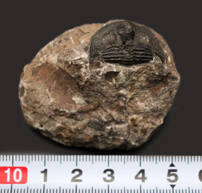 一風変わった、古生代オルドビス紀の三葉虫、オンニア（Onnia）の化石（その7）