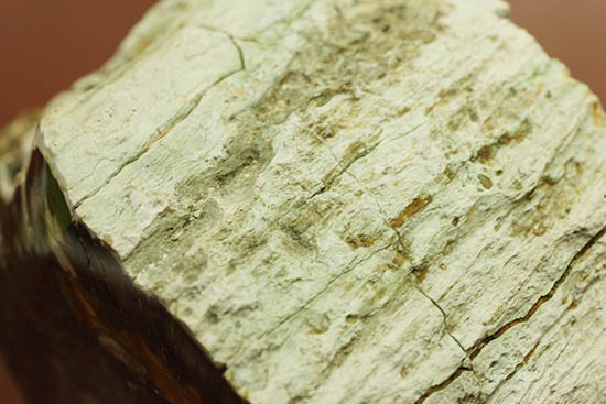 シックブラランにため息が漏れる、古代の切り株。マダガスカル産珪化木（ケイカボク）（その10）