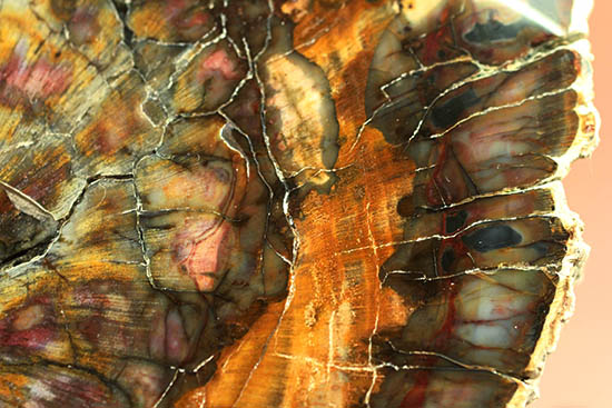 シックブラランにため息が漏れる、古代の切り株。マダガスカル産珪化木（ケイカボク）（その5）