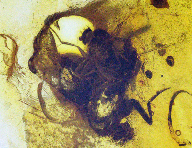 美しいイエロー！ノミバエ科の虫を内包した４０００万年前のバルティックアンバー（Amber）（その6）