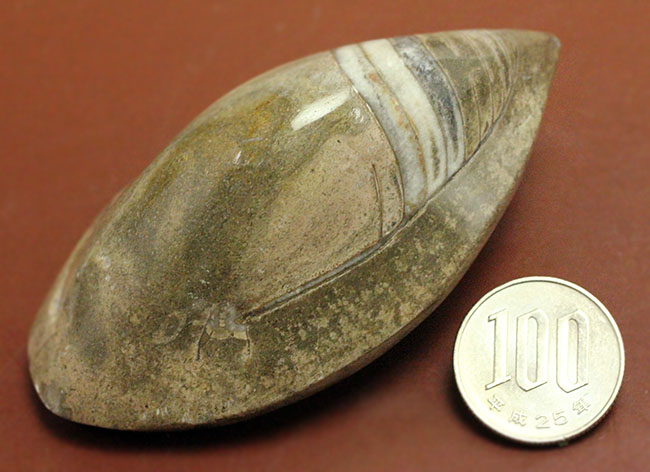 約3億7000万年前に世界中の海で繁栄していた直角貝ことオルソセラスの仲間、ゴンフォセラス(Gomphoceras sp.)（その12）