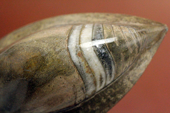 約3億7000万年前に世界中の海で繁栄していた直角貝ことオルソセラスの仲間、ゴンフォセラス(Gomphoceras sp.)（その9）