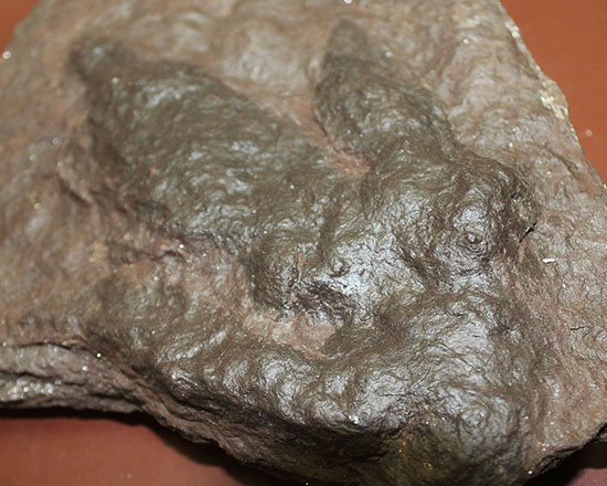 ３本の指跡がクッキリと残された、恐竜（獣脚類）グラレーターの足跡化石（Grallator track）（その3）