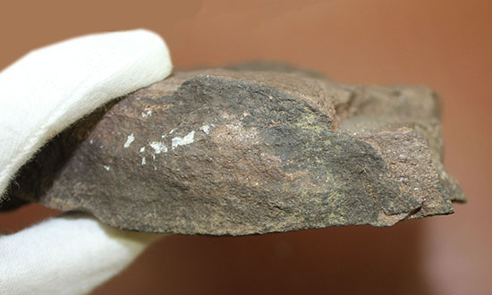 ３本の指跡がクッキリと残された、恐竜（獣脚類）グラレーターの足跡化石（Grallator track）（その4）