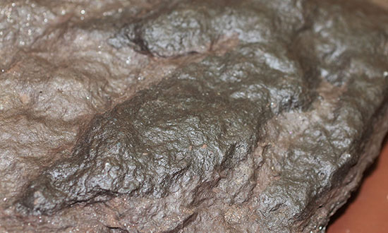 ３本の指跡がクッキリと残された、恐竜（獣脚類）グラレーターの足跡化石（Grallator track）（その7）