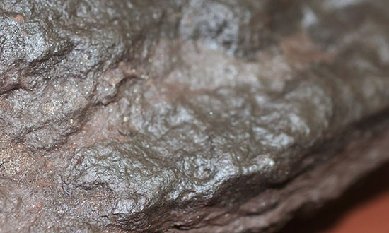 ３本の指跡がクッキリと残された、恐竜（獣脚類）グラレーターの足跡化石（Grallator track）（その9）