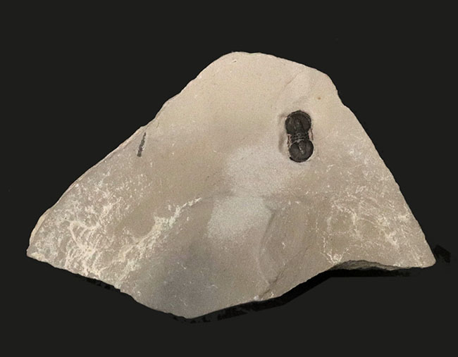 古生代カンブリア紀中期に現れた不思議な三葉虫、ペロノプシス（Peronopsis）の化石（その1）