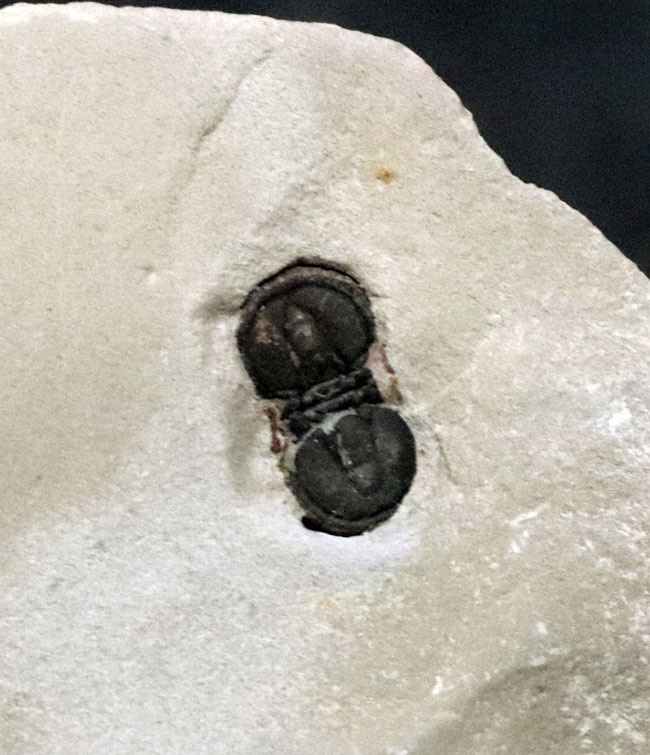 古生代カンブリア紀中期に現れた不思議な三葉虫、ペロノプシス（Peronopsis）の化石（その2）