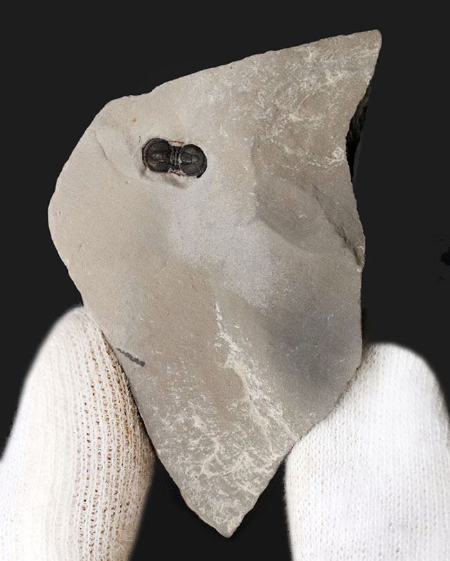 古生代カンブリア紀中期に現れた不思議な三葉虫、ペロノプシス（Peronopsis）の化石（その3）