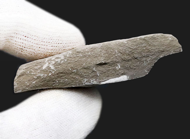 古生代カンブリア紀中期に現れた不思議な三葉虫、ペロノプシス（Peronopsis）の化石（その4）