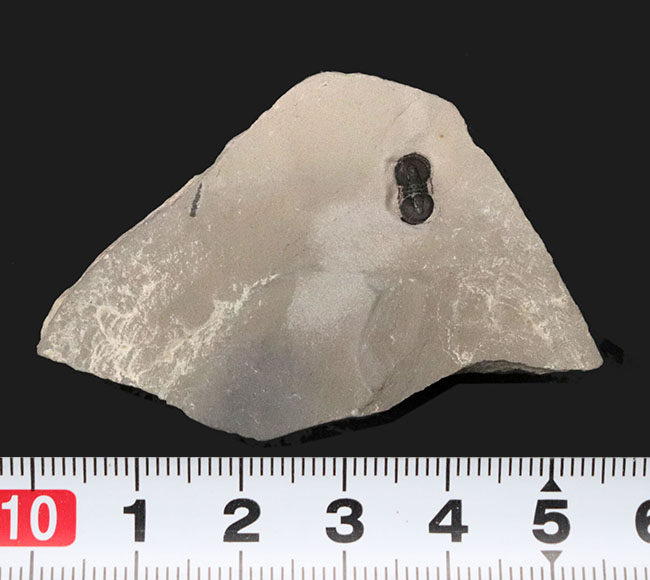 古生代カンブリア紀中期に現れた不思議な三葉虫、ペロノプシス（Peronopsis）の化石（その5）