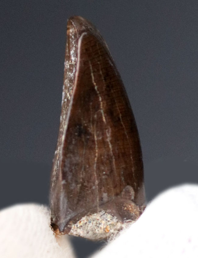 リーズナブルプライスにてご紹介、北米白亜紀後期の地層から採集された獣脚類の前上顎骨歯の歯化石（その1）
