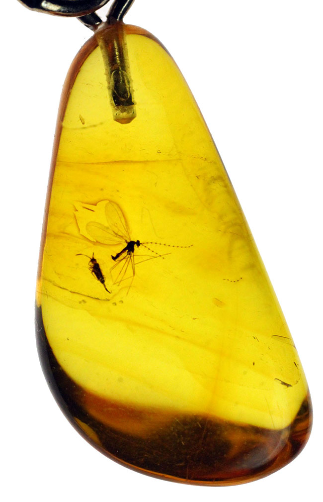 レアなタマバエ科の翅虫が内包されたバルト海産琥珀を使ったペンダントトップ（シルバーチェーン、革紐、高級ジュエリーケース付き）（その1）