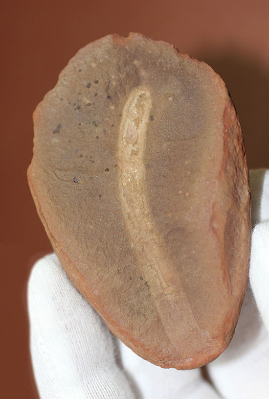 古生代石炭紀の虫（ワーム）の化石（Didontogaster cordylina）（その1）