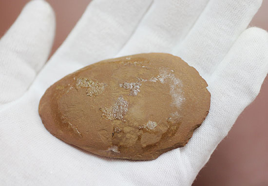 古生代石炭紀の虫（ワーム）の化石（Didontogaster cordylina）（その7）