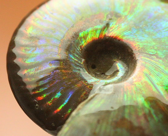 希少な高品位標本。干渉色が万華鏡のように踊る光るアンモナイト。(その10)