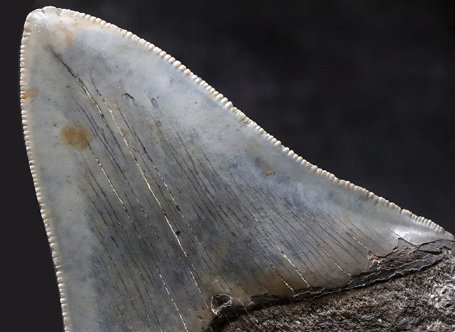 左右対称の美しい形、上質のエナメル質、セレーションなど、極めて状態の良いメガロドン（Megalodon）の歯化石（その9）