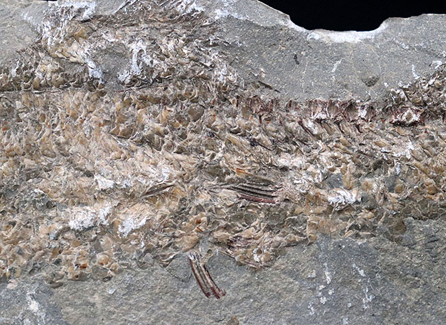 １億年前の古代魚を内包した典型的な美しいノジュール化石（その9）