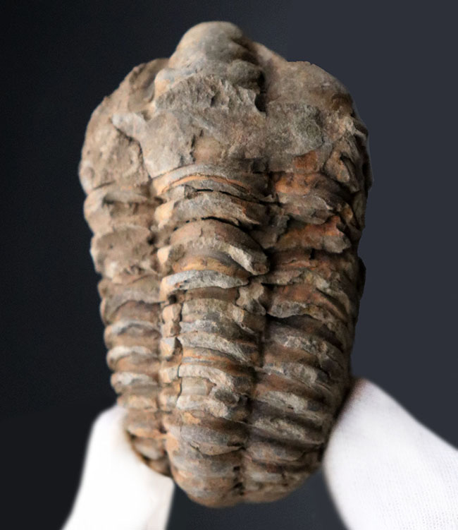 古生代オルドビス紀を代表する、芋虫型の三葉虫、モロッコ産ディアカリメネ・ウーズレグイ（Diacalymene ouzregui）の化石（その1）