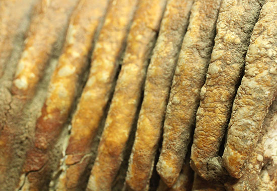 上質かつ巨大！３．７ｋｇ弱！ロシア産ウーリーマンモスの美しい臼歯の化石。（その15）