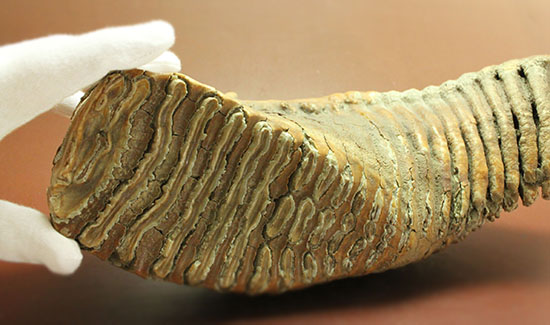 上質かつ巨大！３．７ｋｇ弱！ロシア産ウーリーマンモスの美しい臼歯の化石。（その7）
