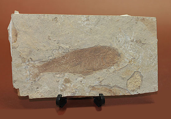 中国遼寧省産魚化石、リコプテラ。絶滅淡水魚。（その10）