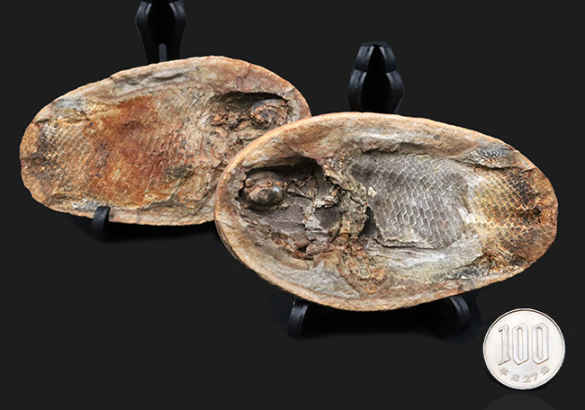 希少！ネガポジ揃っています！肉鰭類と思しき古代魚のノジュール化石（その10）