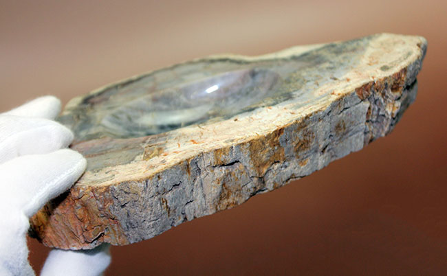 中央にくぼみあり。小物入れとしても使えるブラジル産珪化木（petrified wood）（その4）
