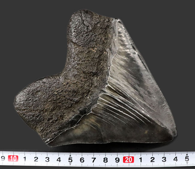 ロングカーブ計測で１５センチ超え！かつワイド＆シック！分厚く幅広で美しい！三拍子揃ったメガロドン（Carcharocles megalodon）の歯化石（その12）