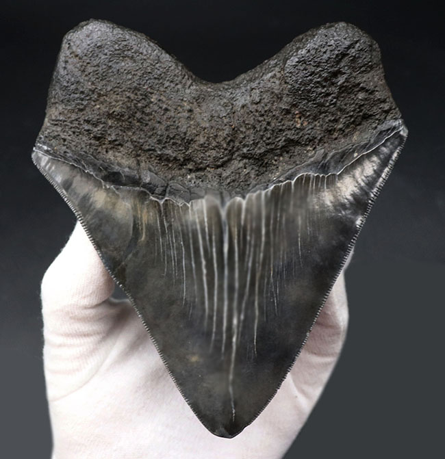 ロングカーブ計測で１５センチ超え！かつワイド＆シック！分厚く幅広で美しい！三拍子揃ったメガロドン（Carcharocles megalodon）の歯化石（その4）