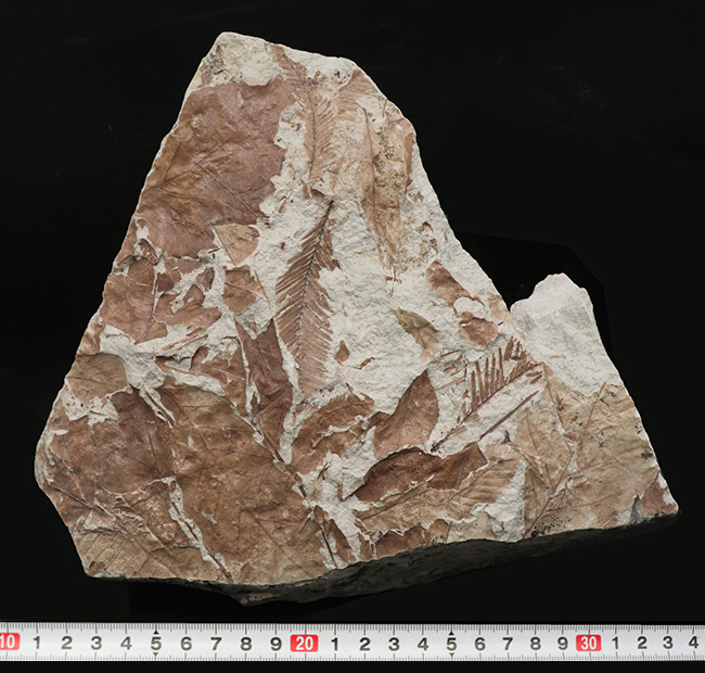立派！神戸層群標本、メタセコイアを含む、およそ３０００万年以上前の樹木の葉が集積した化石（その9）