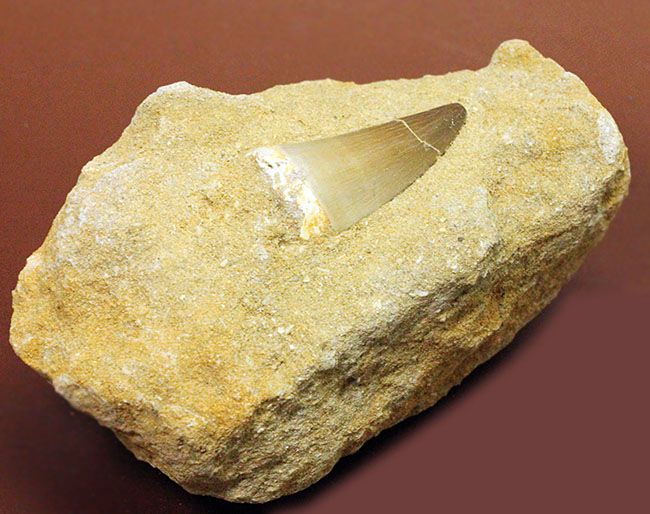 白亜紀最後期の海の支配者、モササウルスの歯化石。母岩付。（その4）