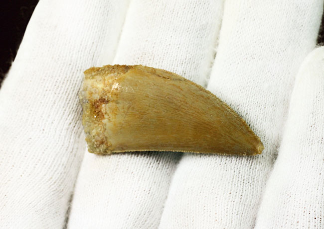 部分的にパーフェクトな保存状態を示す、白亜紀の北アフリカの雄、カルカロドントサウルスの歯化石（その7）