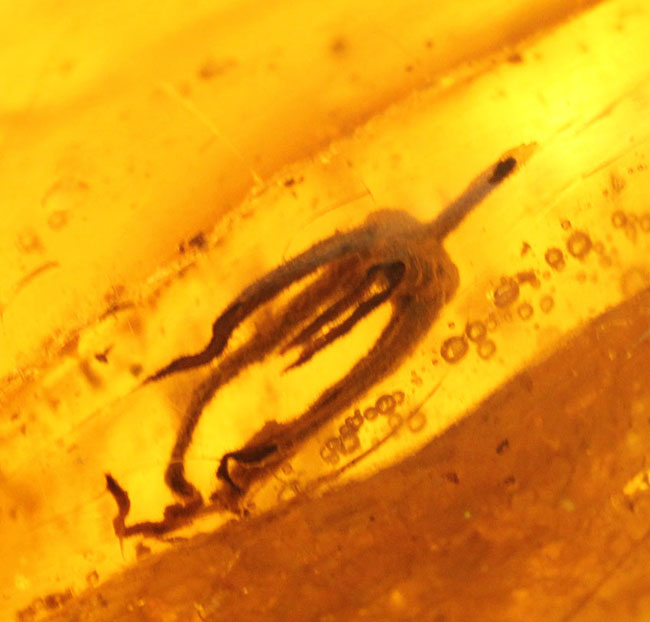 あまり数が出回っていない、南米コロンビア産のコーパル（Copal）。クモらしい生物を内包しており、ぜひルーペで御覧ください。（その10）