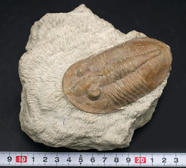 チャンスプライス！極めて大きい！カーブ計測で９６ミリというビッグサイズのロシア産の三葉虫、アサフス（Asaphus sp.）の化石（その11）